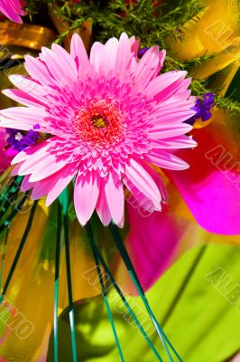 Beautiful pink flower Beautiful pink flower