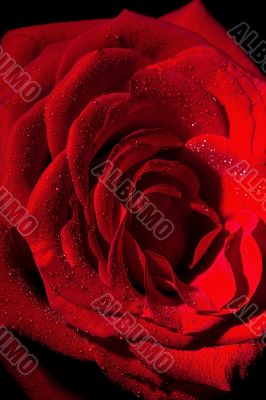 Red rose Red rose