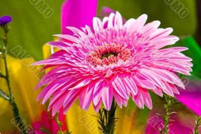 Beautiful pink flower Beautiful pink flower