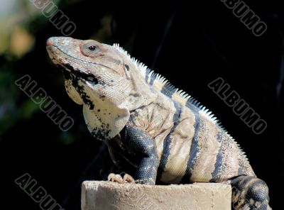 Yucatan Native Iguana