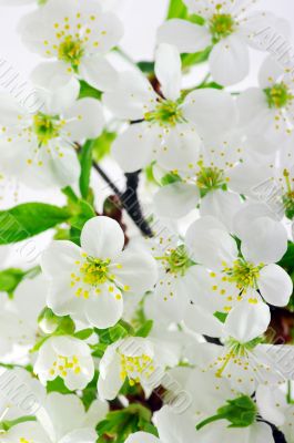 Tree branch with cherry flowers