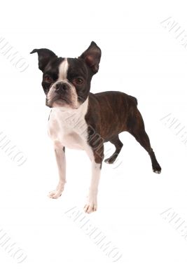 Brindle and White Boston Terrier Standing