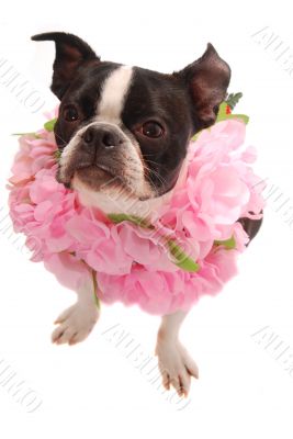 Boston Terrier Dog Wearing Hawaiian Lei