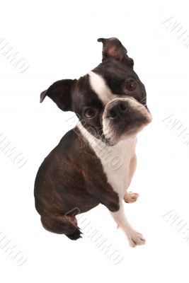 Boston Terrier Sitting Boston Terrier Sitting