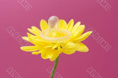 Flower wearing condom Flower wearing condom