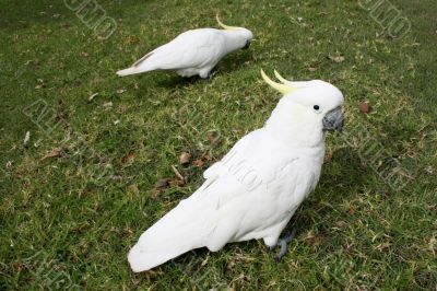 Cockatoos in park