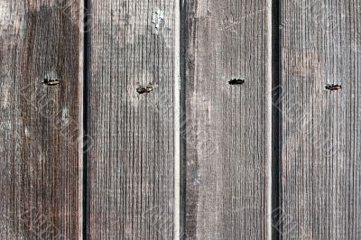 Old Wooden Wall