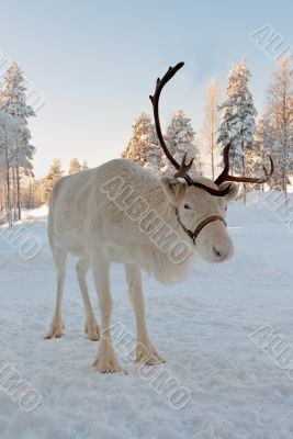 Christmas reindeer