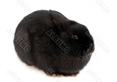 black rabbit