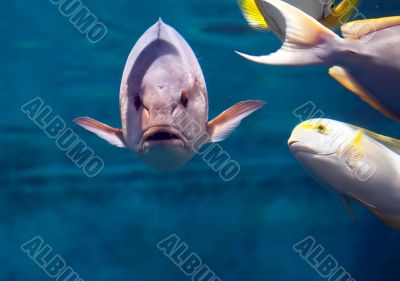 fish with teeth under the water