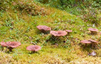 group of magic mushrooms on moss in scenic forest background