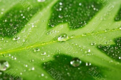 Green leaf with water drops