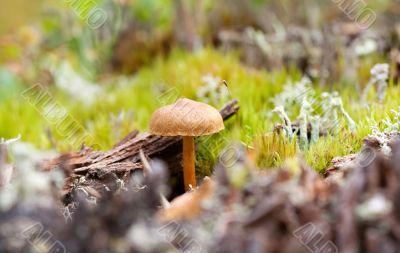 fungus growing in the forest, close-up