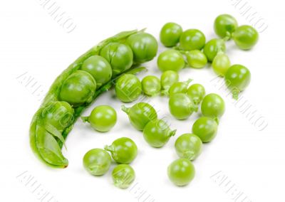 Green peas pods over a white