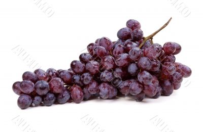 Fresh blue grape fruit on white background