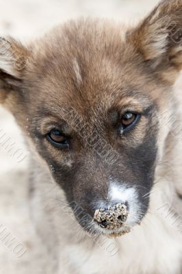 Dogs face in close-up