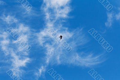 Hooded Crow Flying in the Sky with Wings Spread