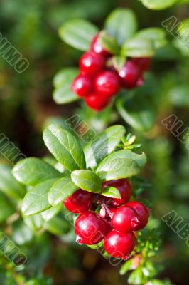 forest cranberries Bush of ripe berries. a few red berries forest cranberries Bush of ripe berries. a few red berries