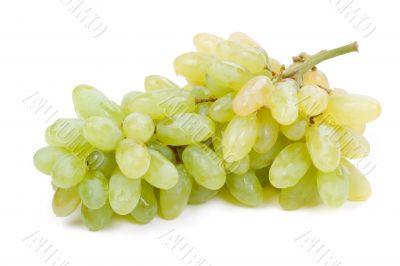 Bunch of white grapes with water drops isolated on white