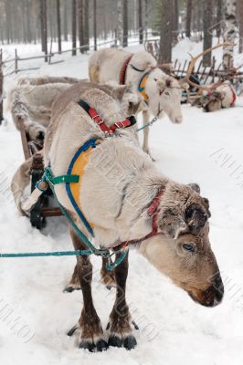 reindeers reindeers