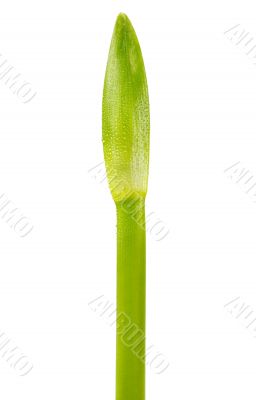 green stem unopened flower