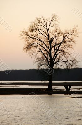 Tree at the sunset