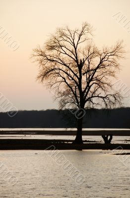 Tree at the sunset Tree at the sunset