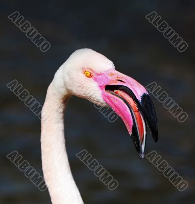 Flamingo nib detail