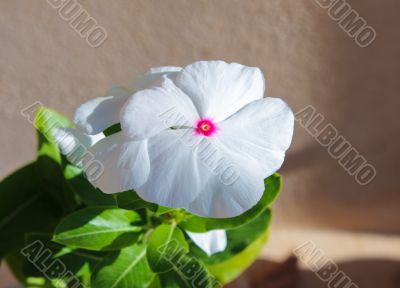 Vinca Flower 