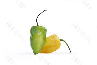 Habanero Chili Pepper