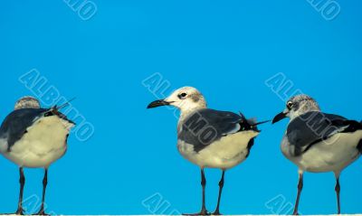 Seagull