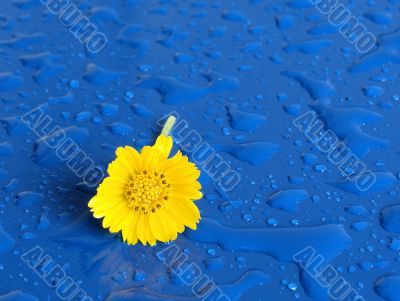 Lone Yellow flower on a rainy day