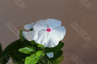 Vinca Flower 