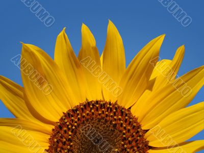 Sunflower Abstract