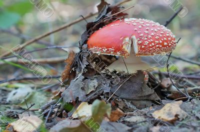 Mushroom in summer forest