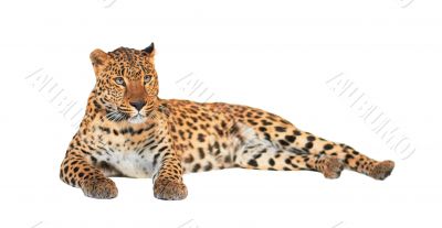 Leopard