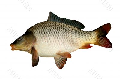 big carp big carp
