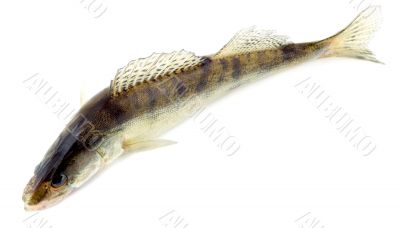 Pikeperch Pikeperch