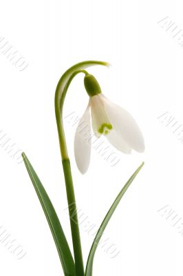 Spring snowdrop flower Spring snowdrop flower