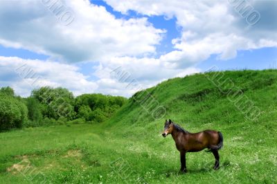 horse on pasture 