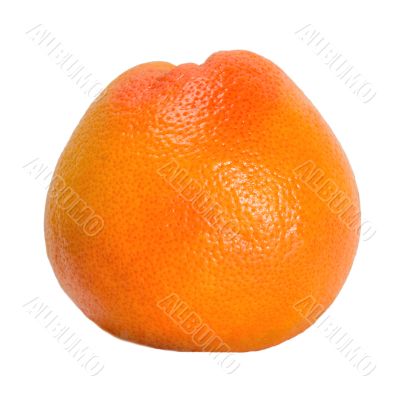 citrus citrus