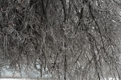 Icy winter branches on a misty day