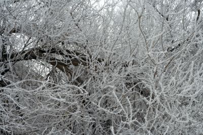 Dense branches covered in snow