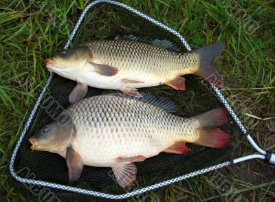 catch carp