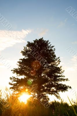 sun rays in forest 