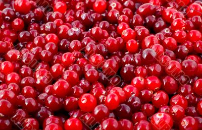 cranberry