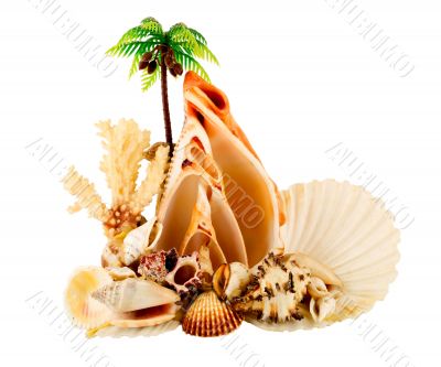 palm in atoll and seashell