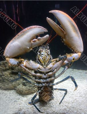 claw lobster
