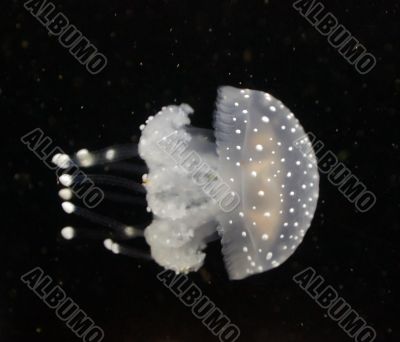 jellyfish underwater