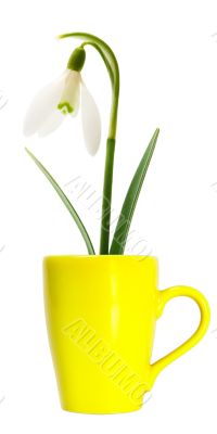 flower in yellow mug